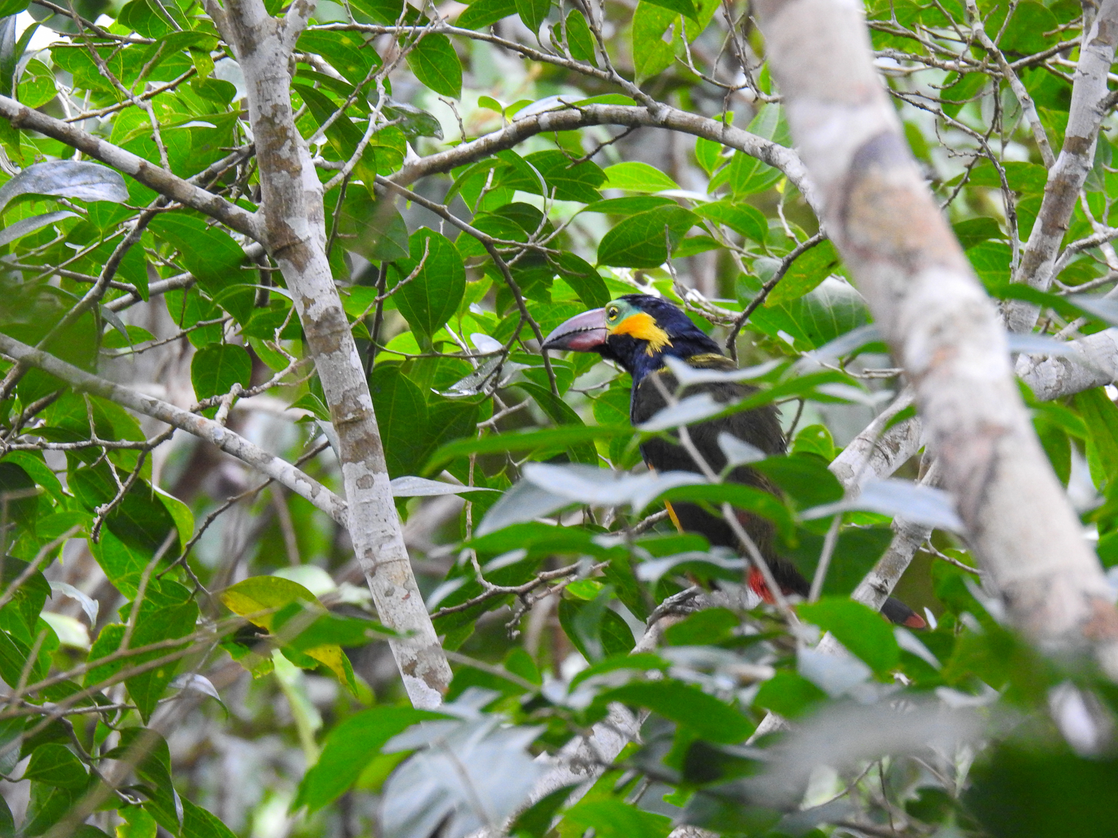 Golden-collared Toucanet