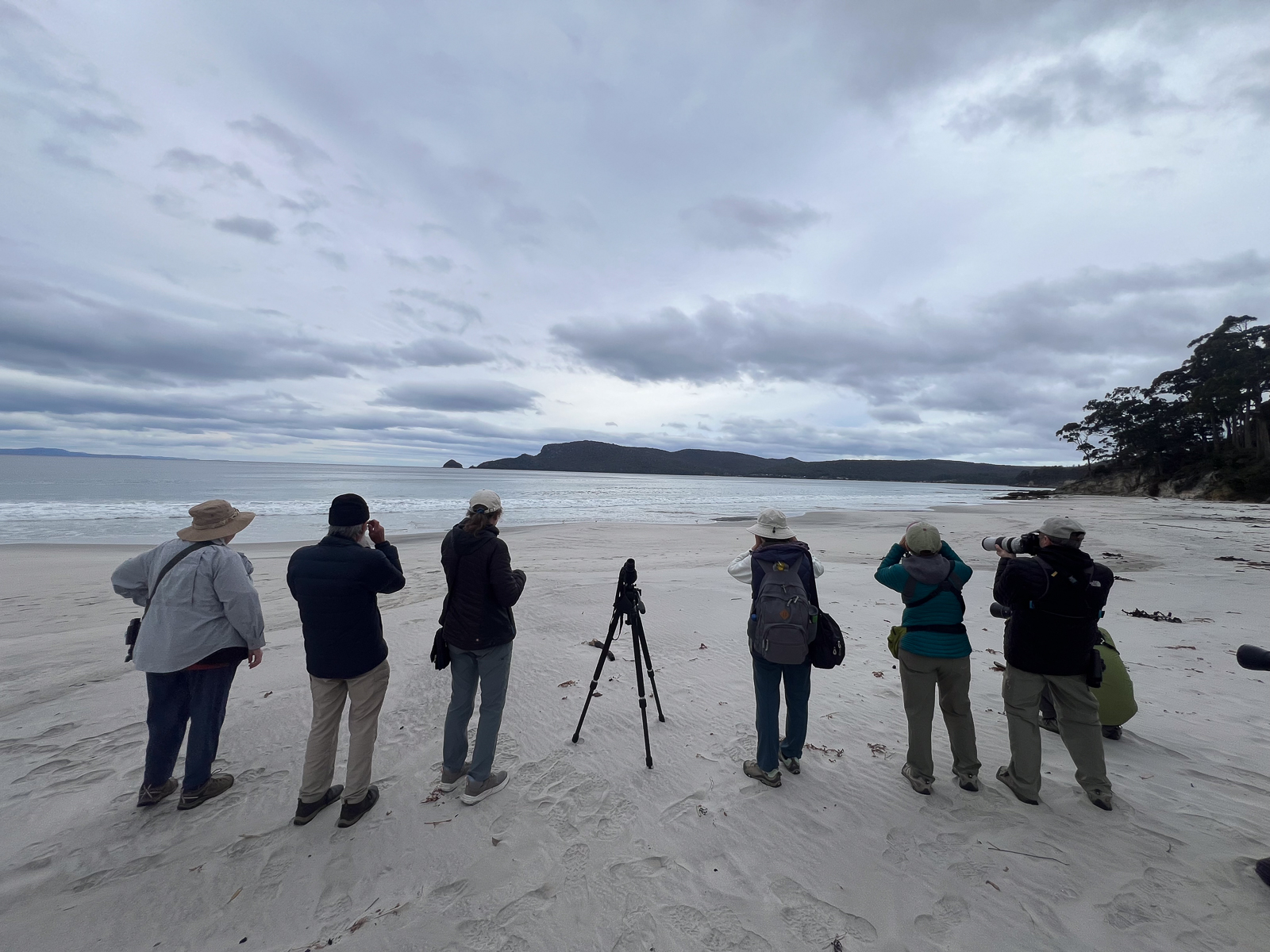 Birding group watching Hooded Plover in Tasmania 