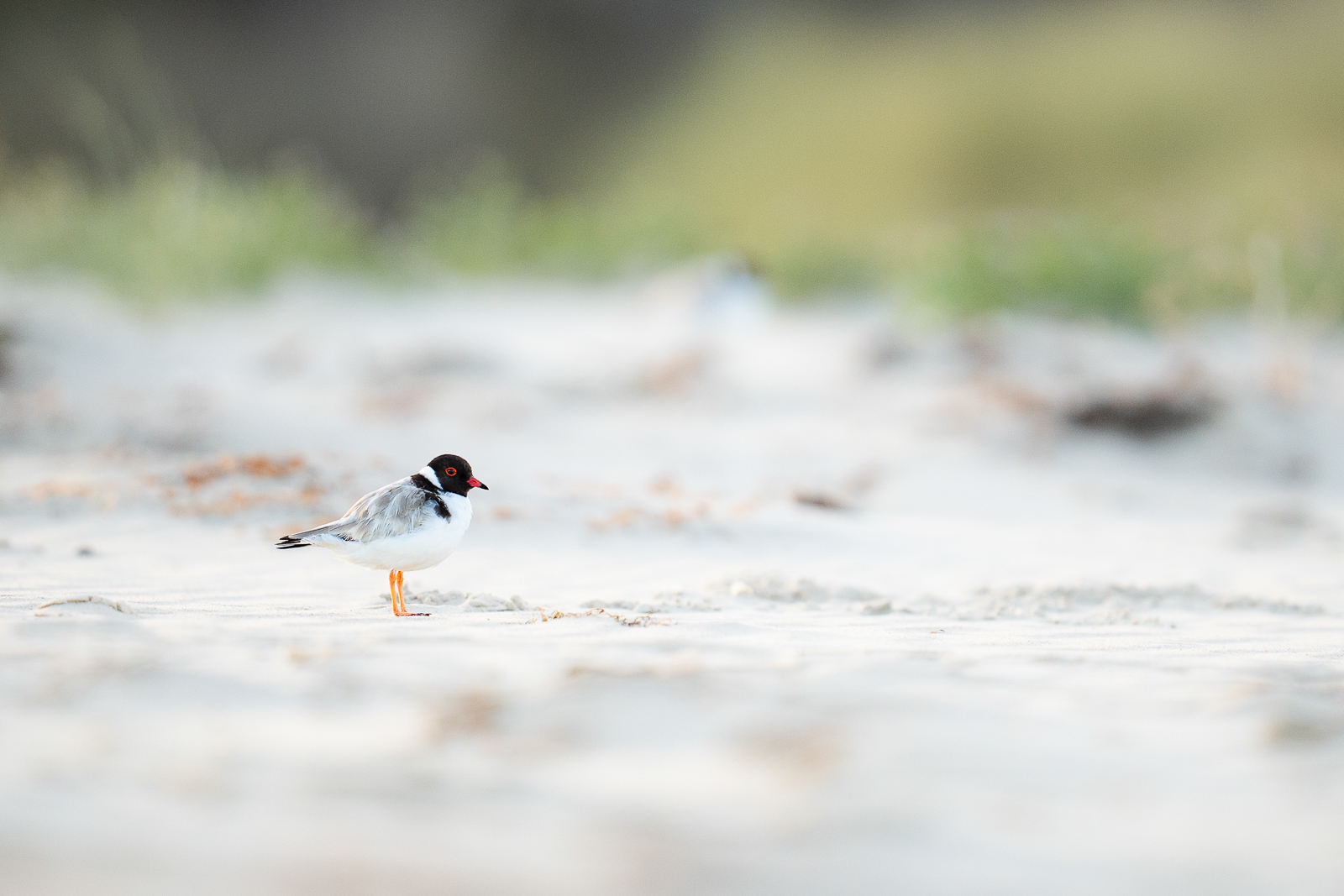 Hooded Plover