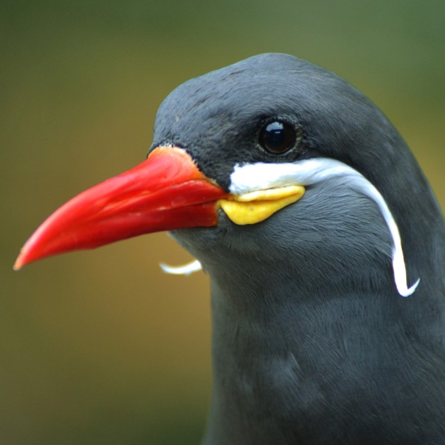 Inca Tern