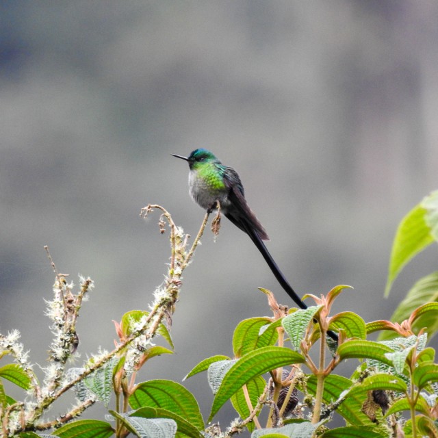 Long-tailed Sylph