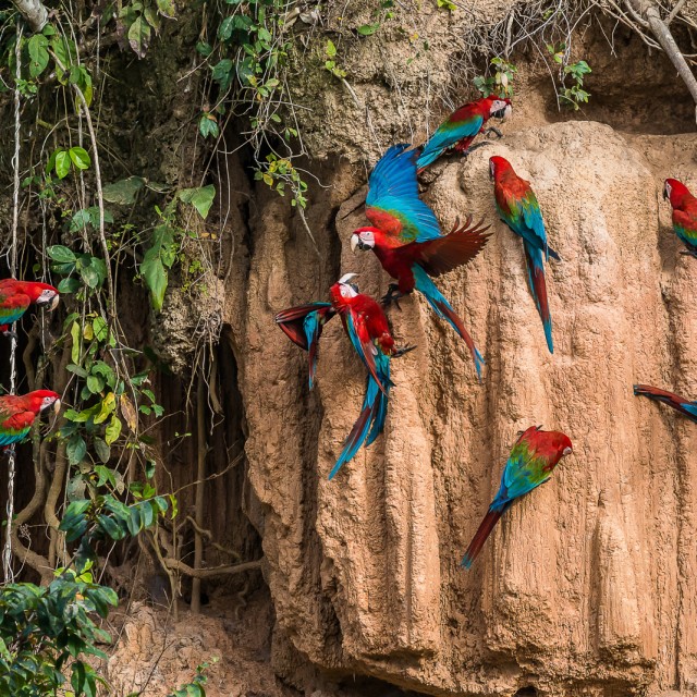 Macaws at clay lick