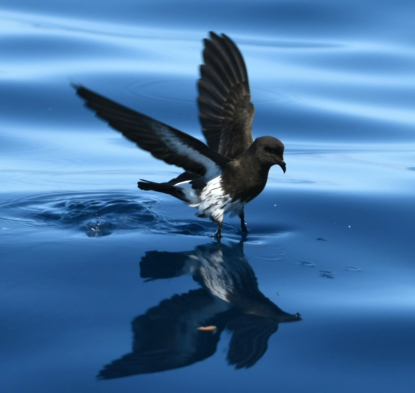 New Zealand Storm-petrel