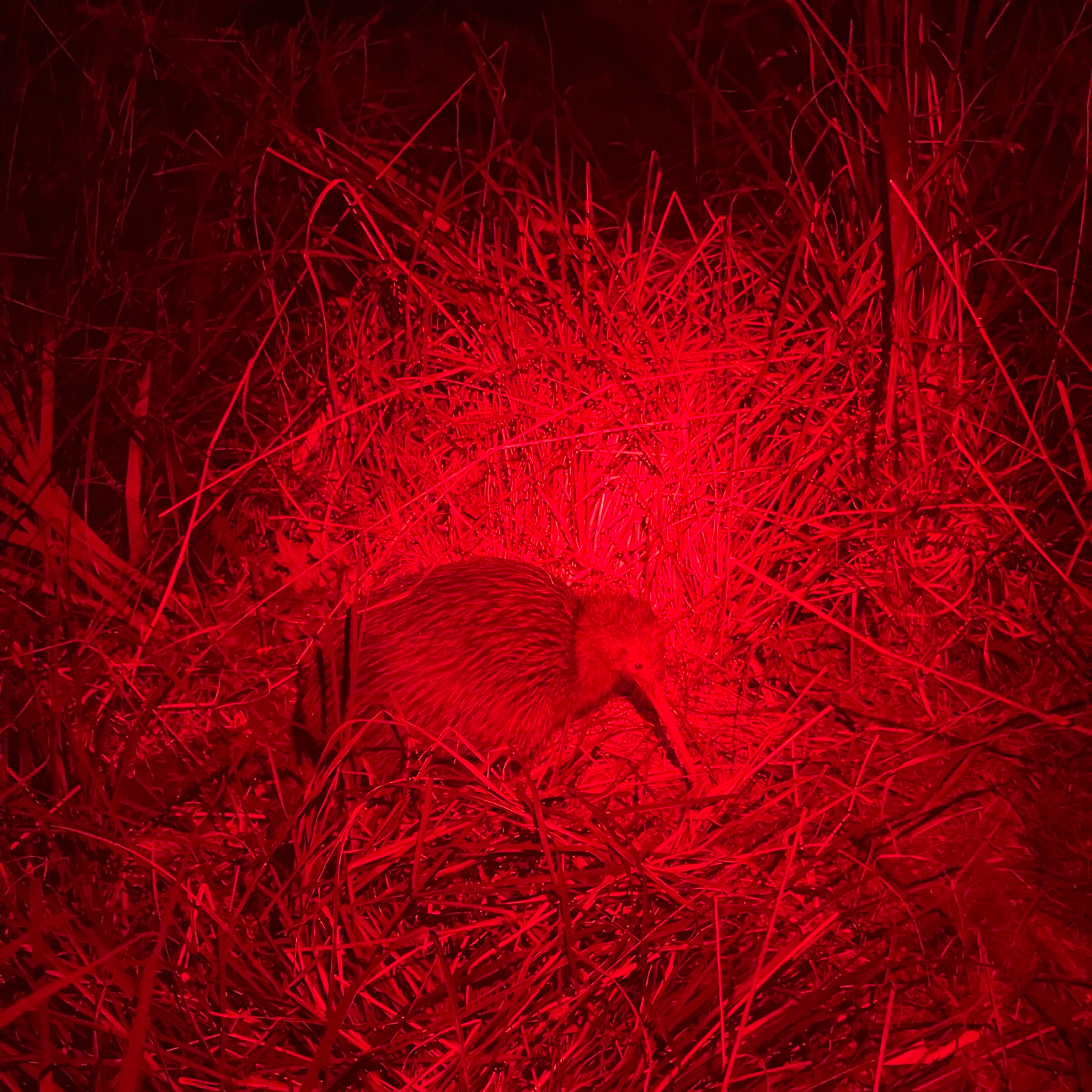 North Island Brown Kiwi