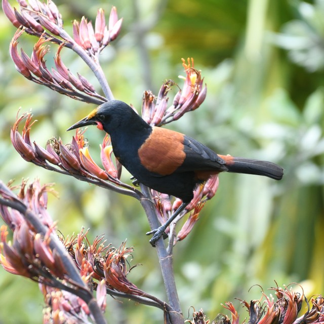 North Island Saddleback