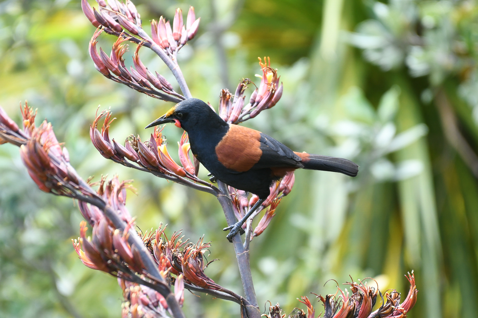 North Island Saddleback