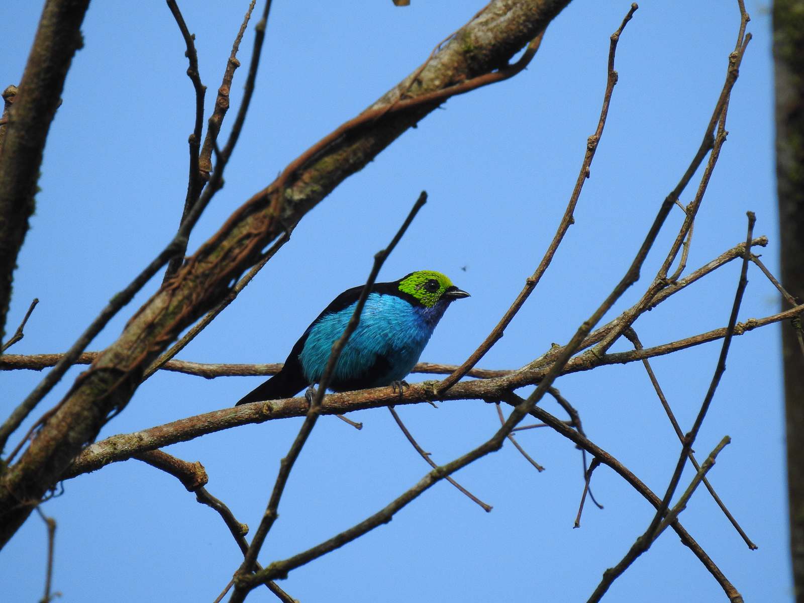 Paradise Tanager