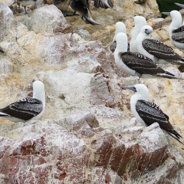 Peruvian Booby