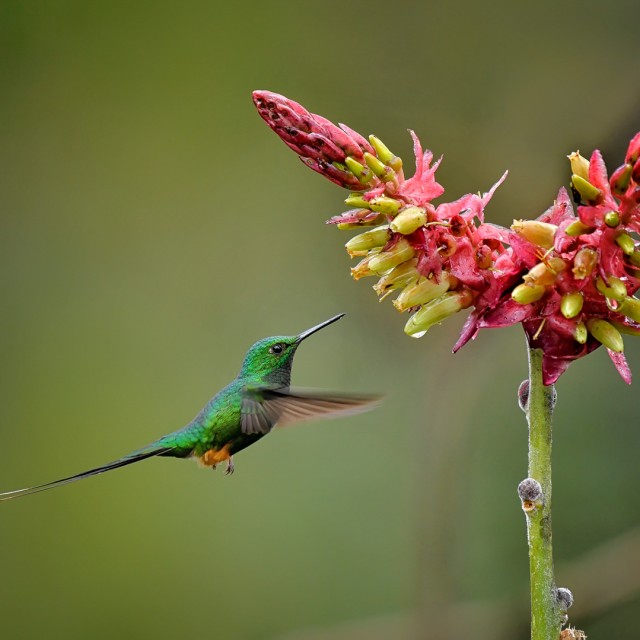 Peruvian Racket-tail