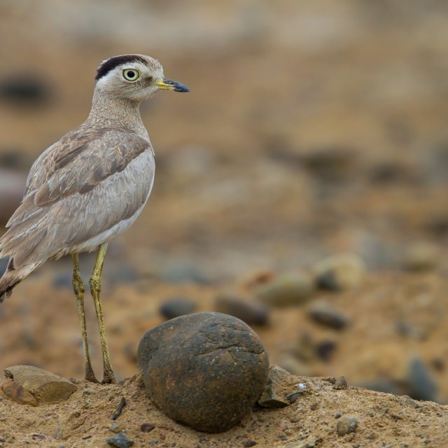 Peruvian Thick-knee