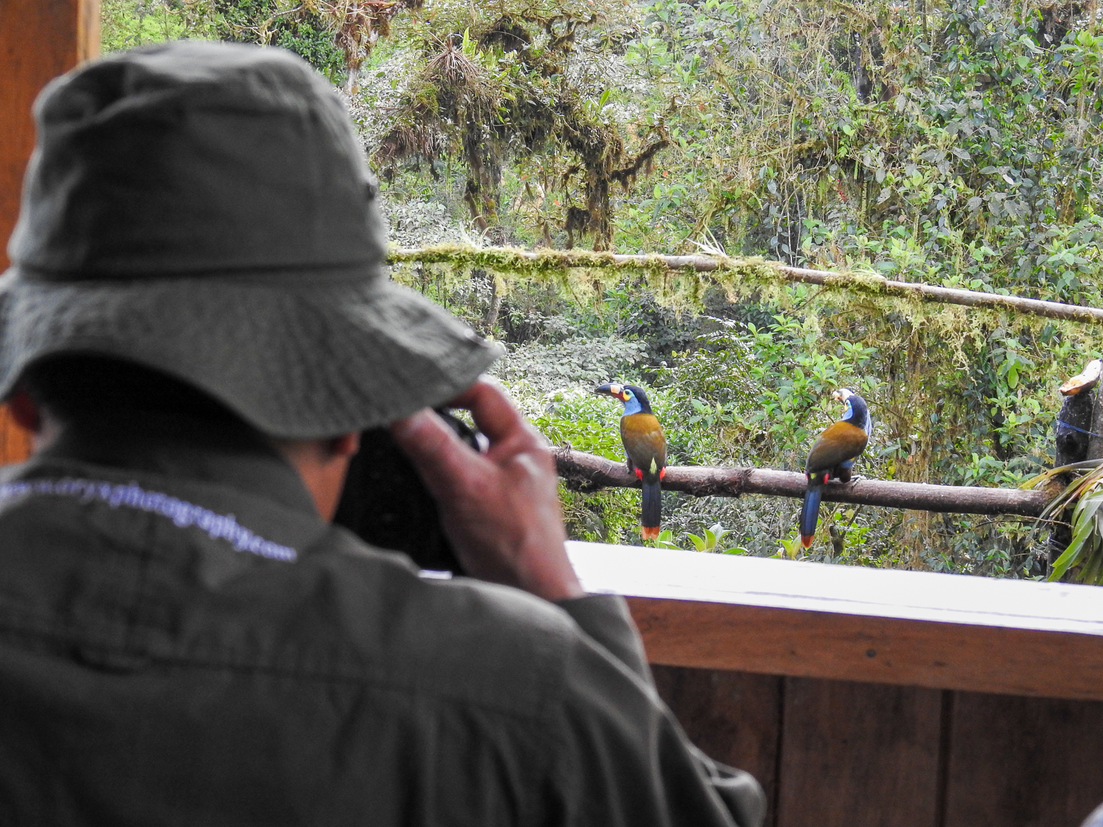 Photographing Plate-billed Mountain-Toucan