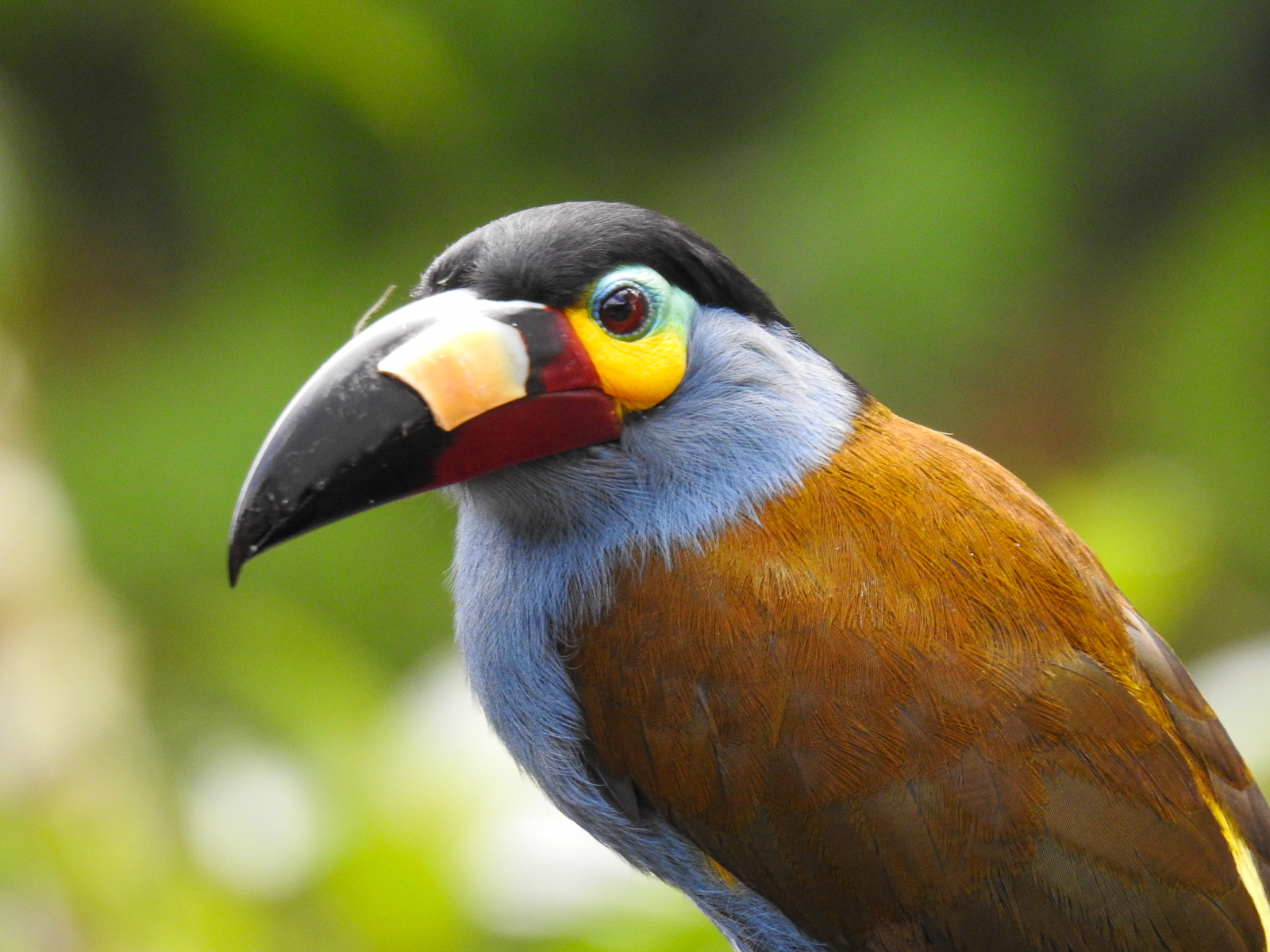 Plate-billed Mountain-Toucan