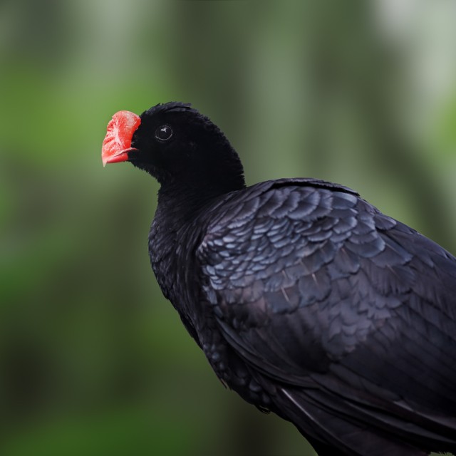 Razor-billed Curassow