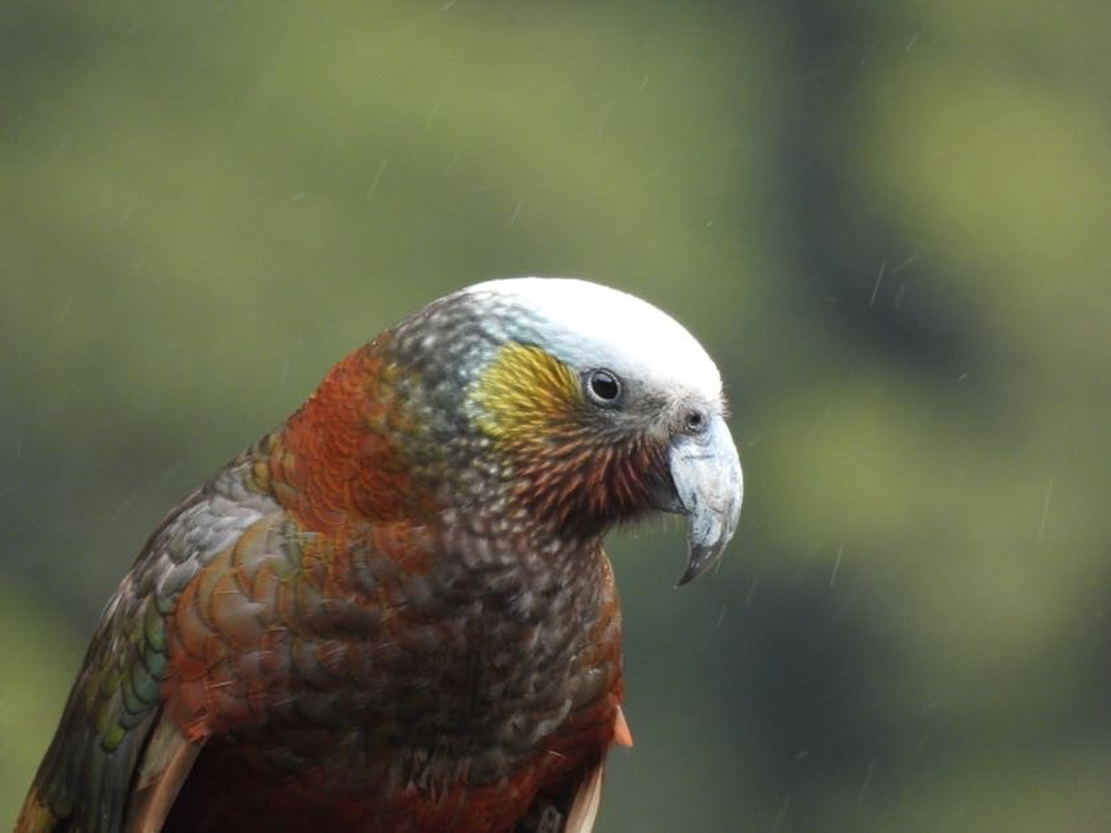 South Island Kaka