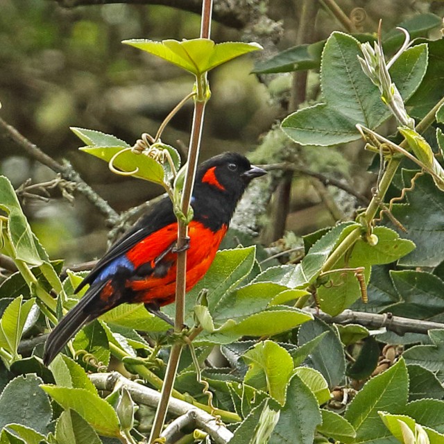 Scarlet-bellied Mountain-tanager