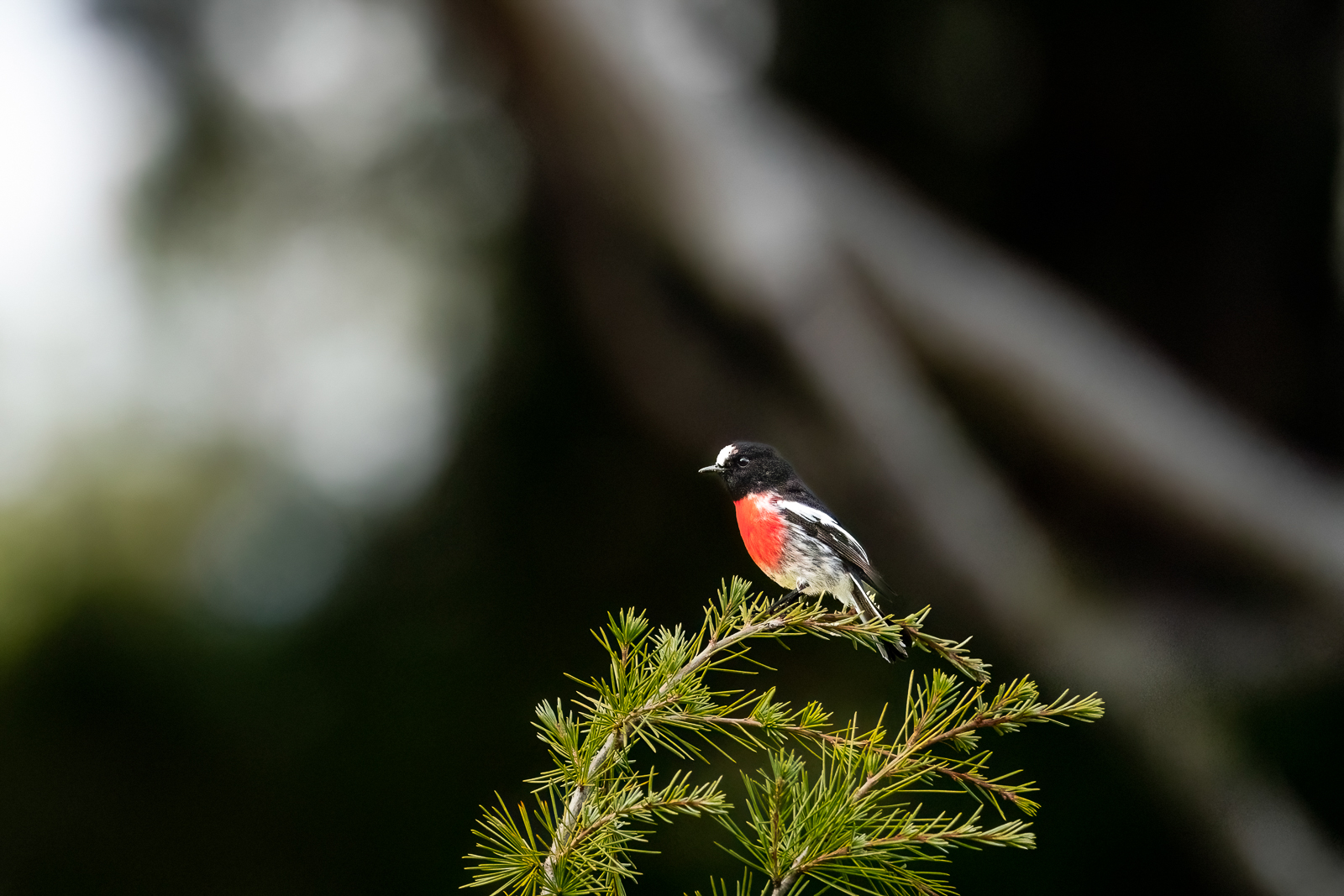 Scarlet Robin