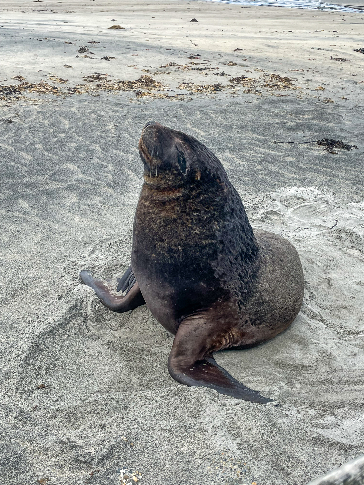 Sea Lion at Stewart Island