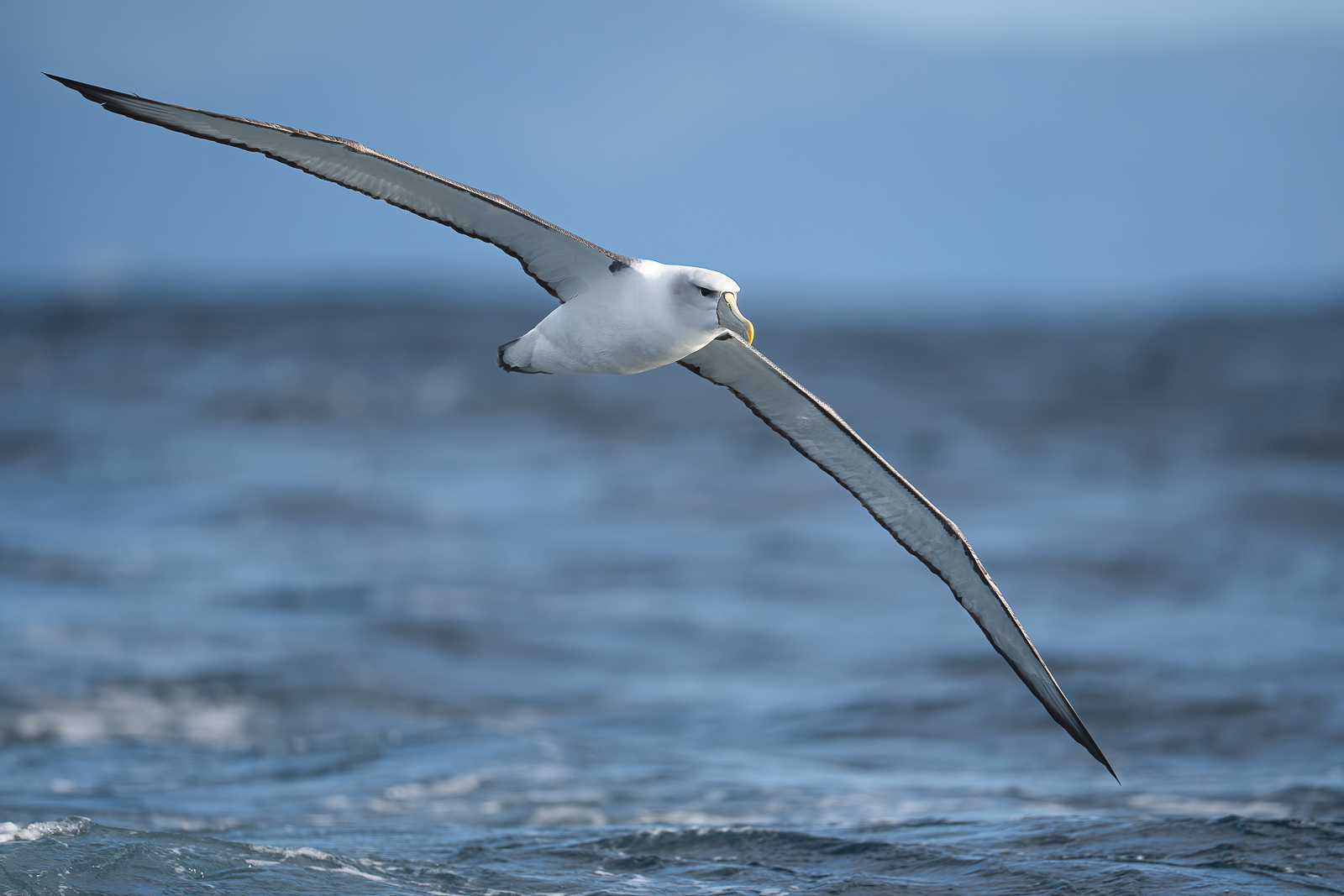 Shy Albatross