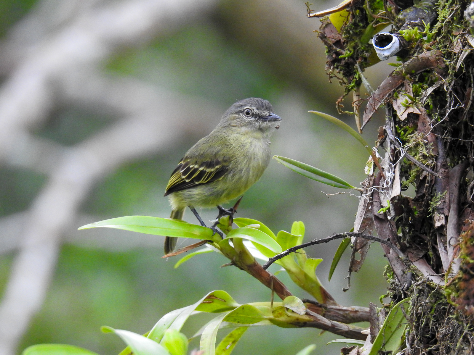 Slender-footed Tyrannulet
