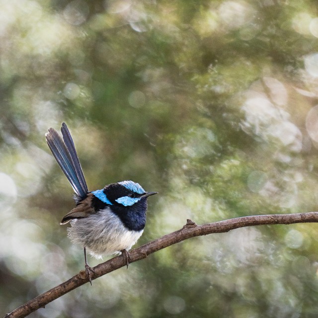 Superb Fairywren