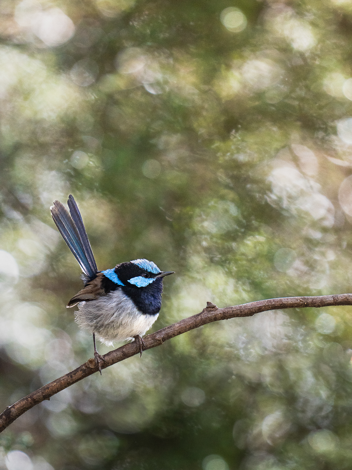 Superb Fairywren