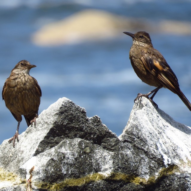 Surf Cinclodes, is a bird endemic to Peru, which lives on the islands, islets and points of Huaneras.