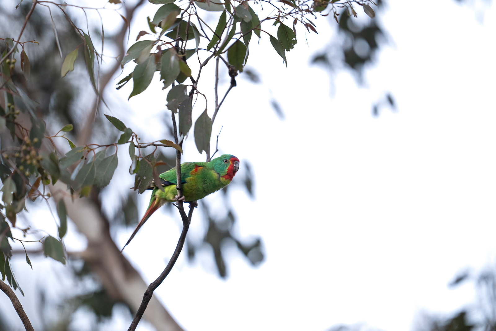 Swift Parrot