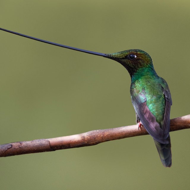 Male Sword-billed Hummingbird