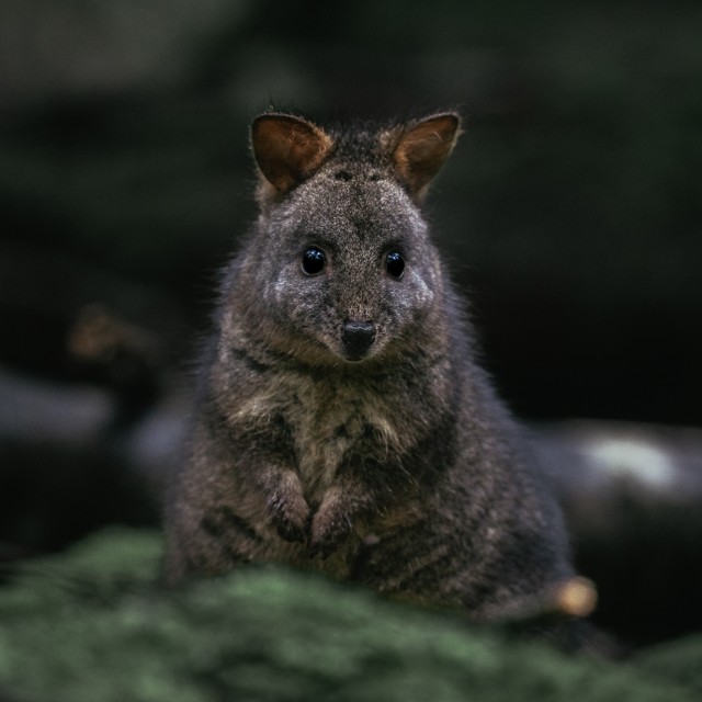 Tasmania Pademelon