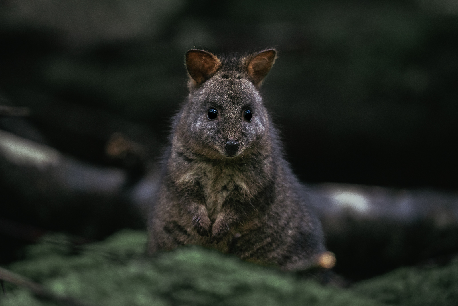 Tasmania Pademelon