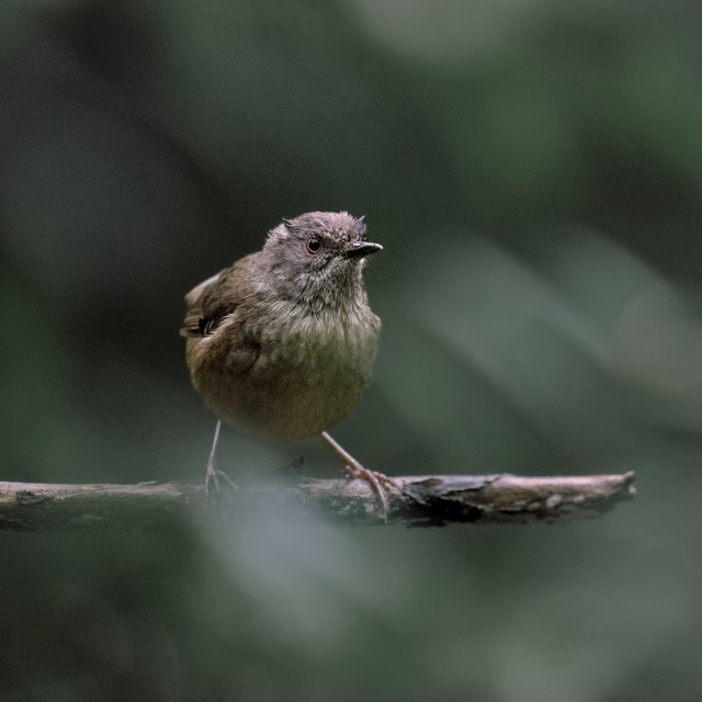 Tasmanian Scrubwren