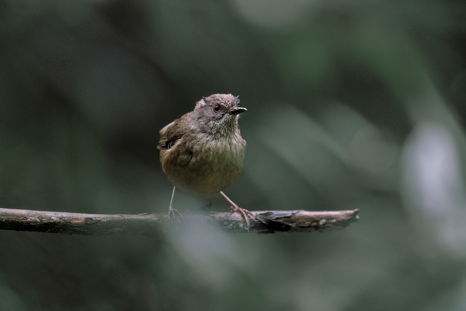 Tasmanian Scrubwren