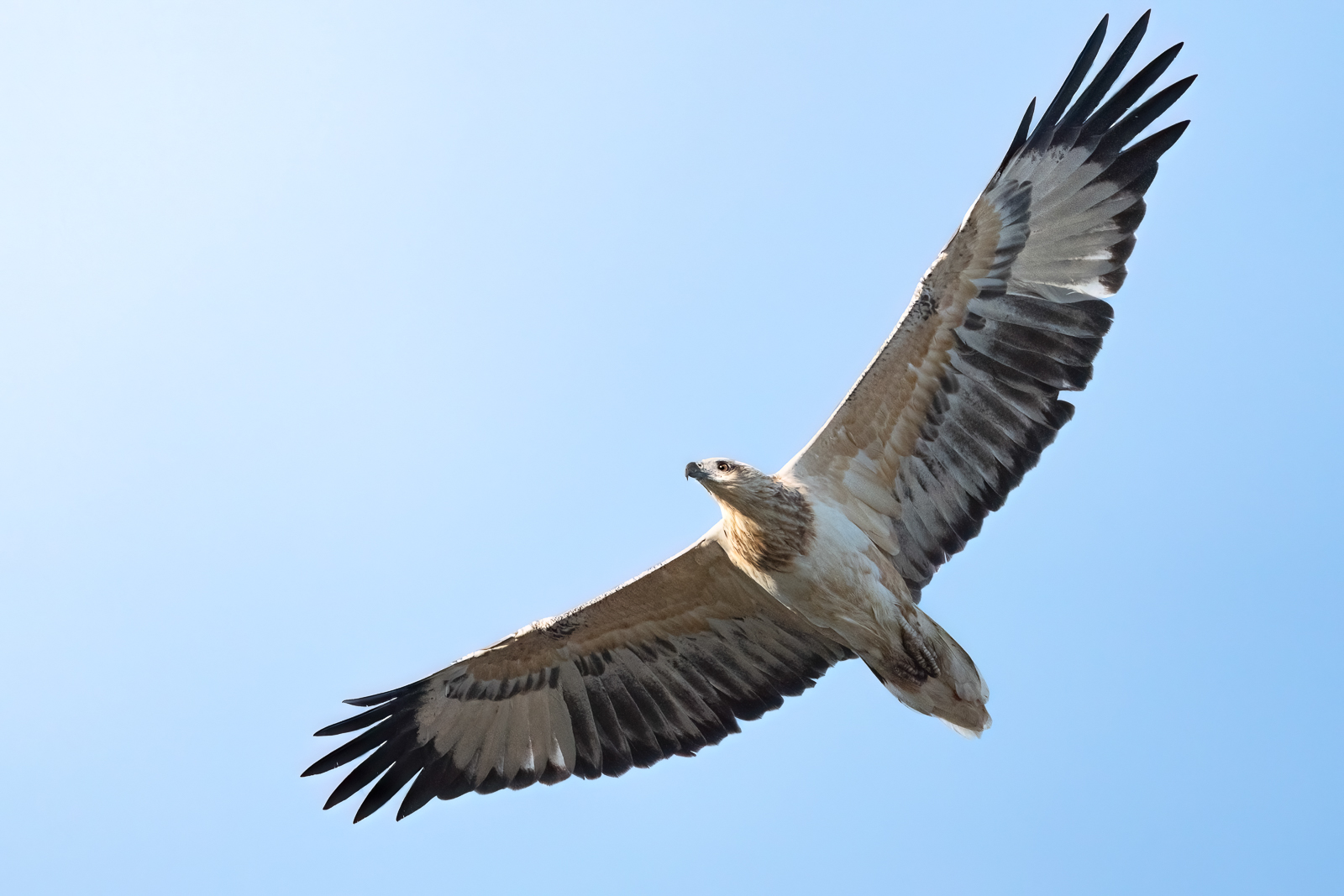 White-bellied Sea Eagle