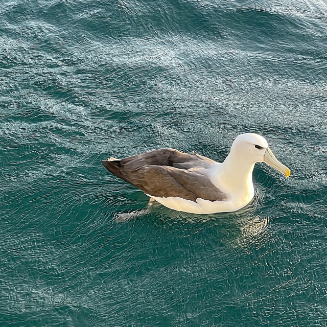 White-capped Albatross