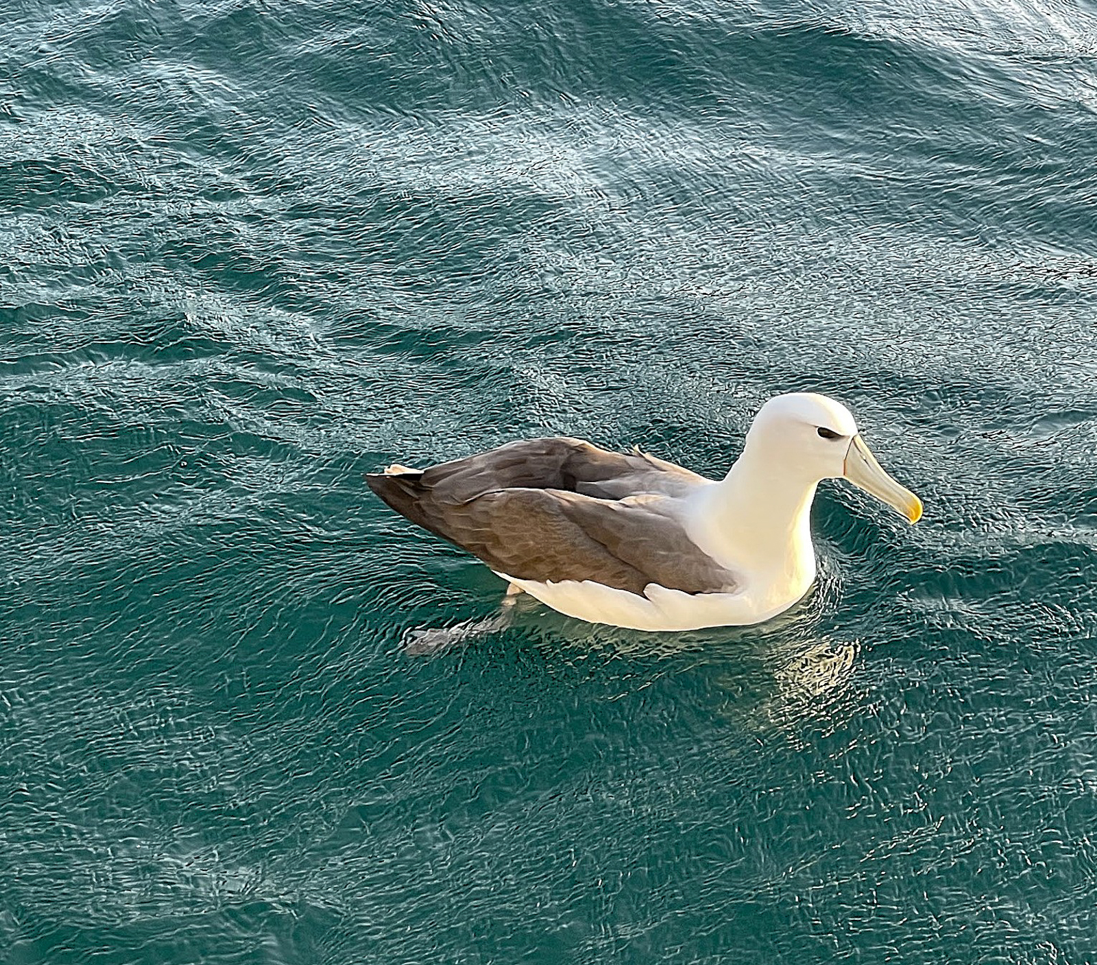 White-capped Albatross
