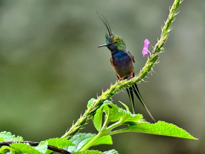 Southern Peru: Manu to Machu Picchu