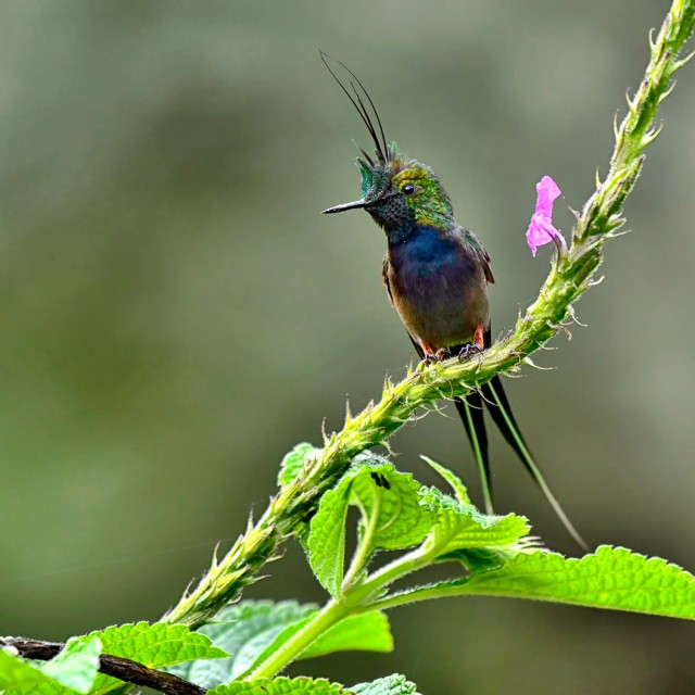 Wire-crested Thorntail