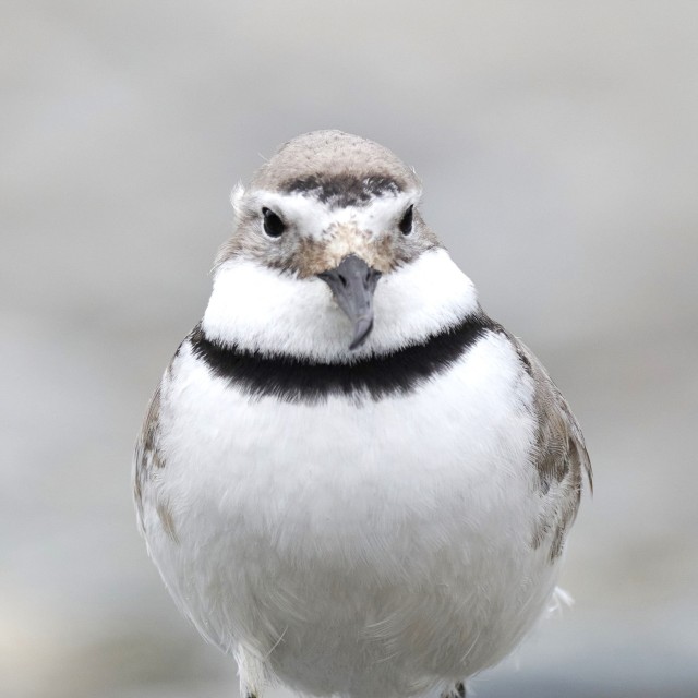 Wrybill