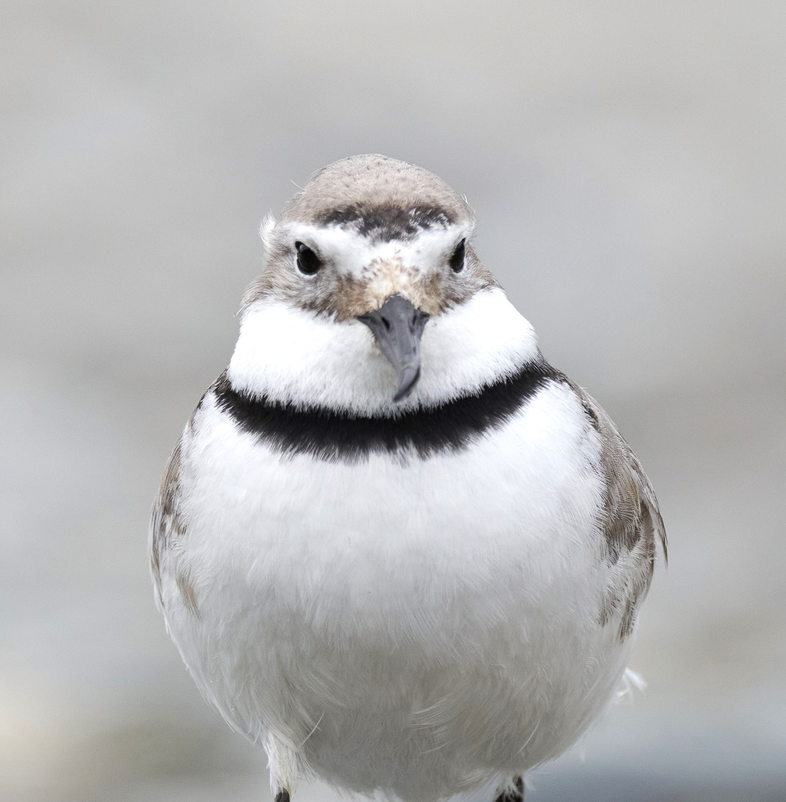 Wrybill