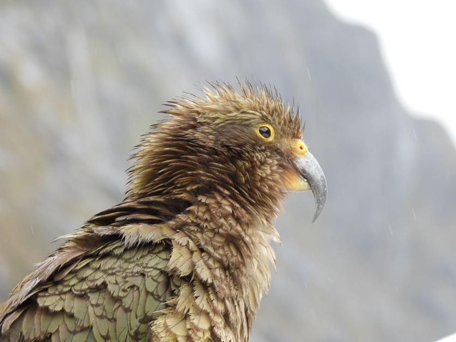 Kea