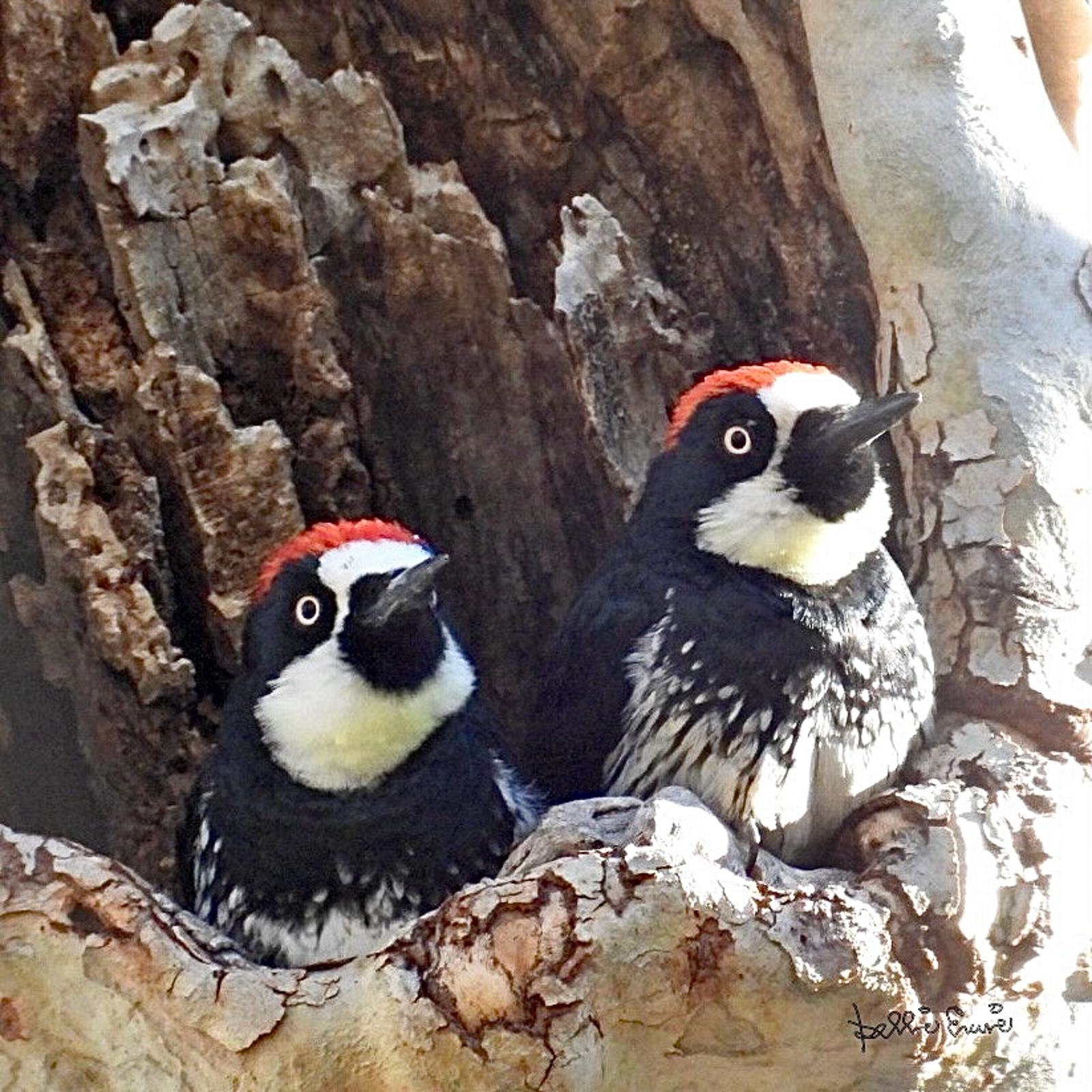 Two male Acorn Woodpeckers