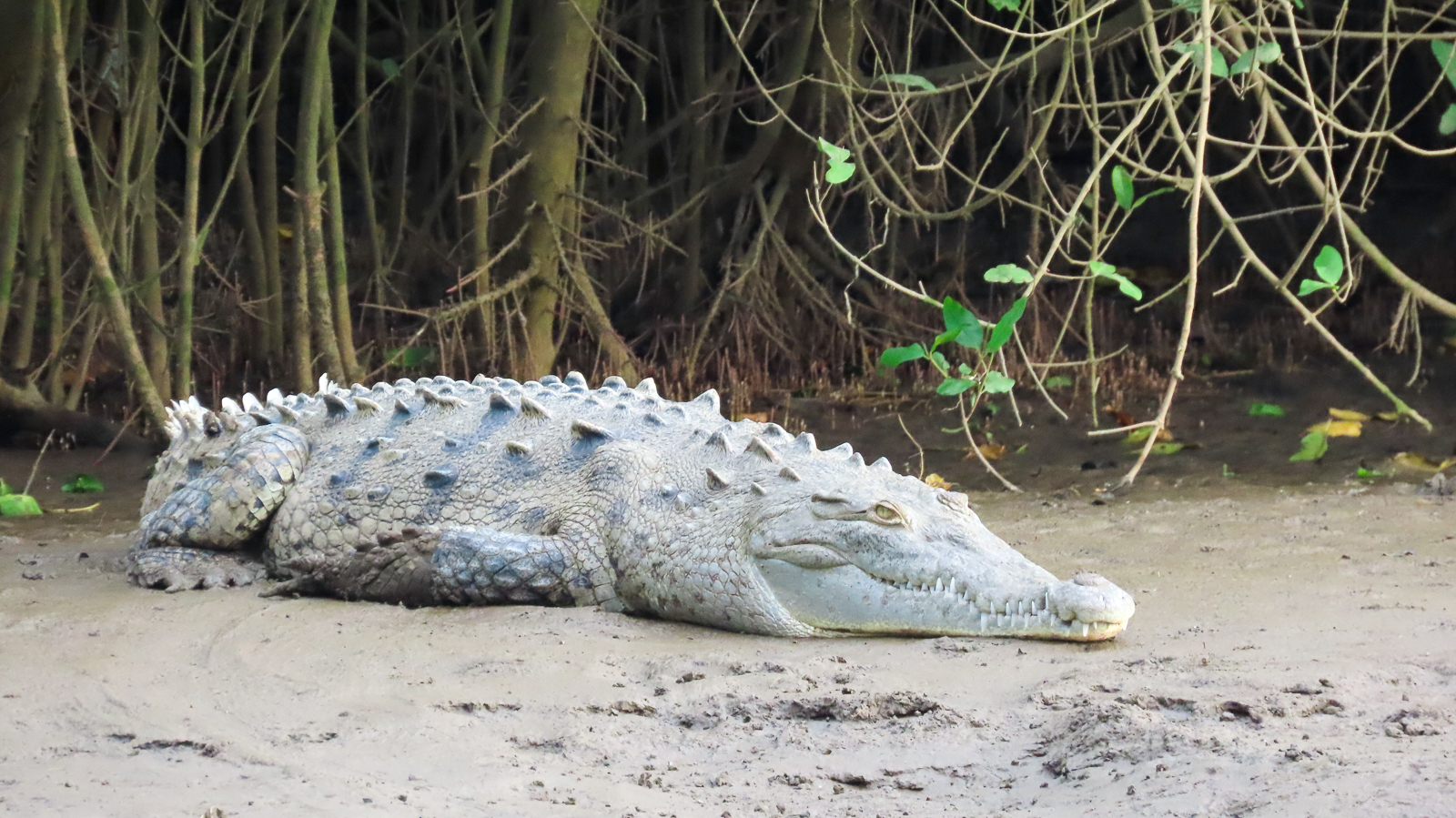American Crocodile