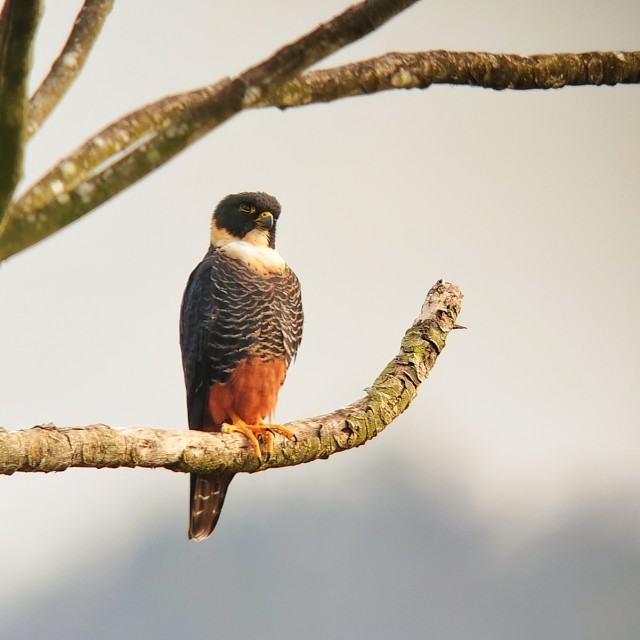 Bat Falcon