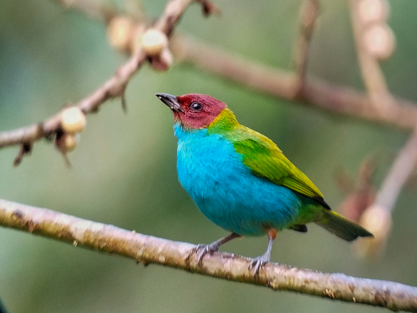Bay-headed Tanager