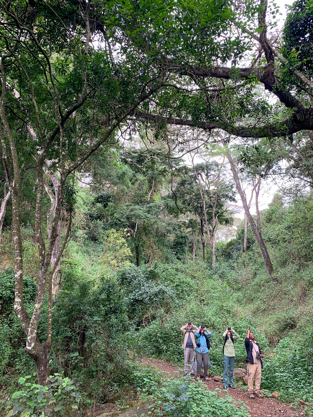 Birding Endoro Forest