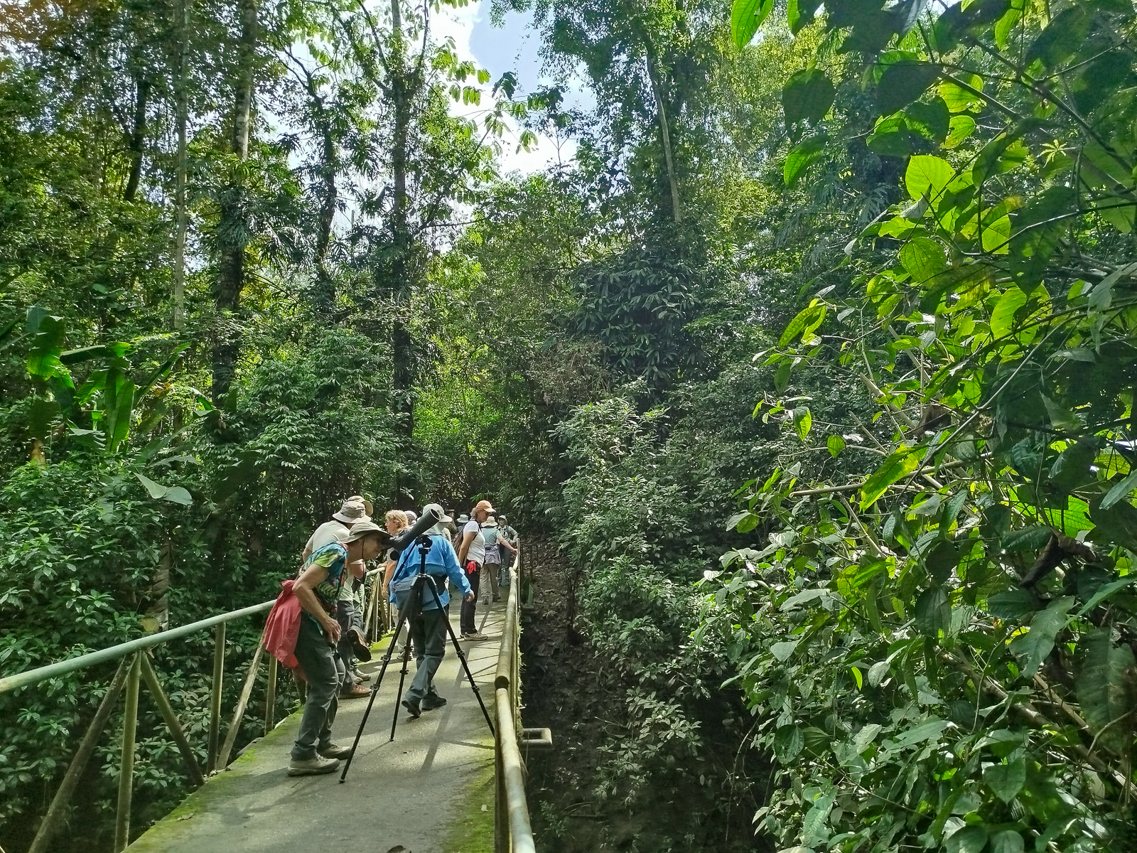 Birding La Selva