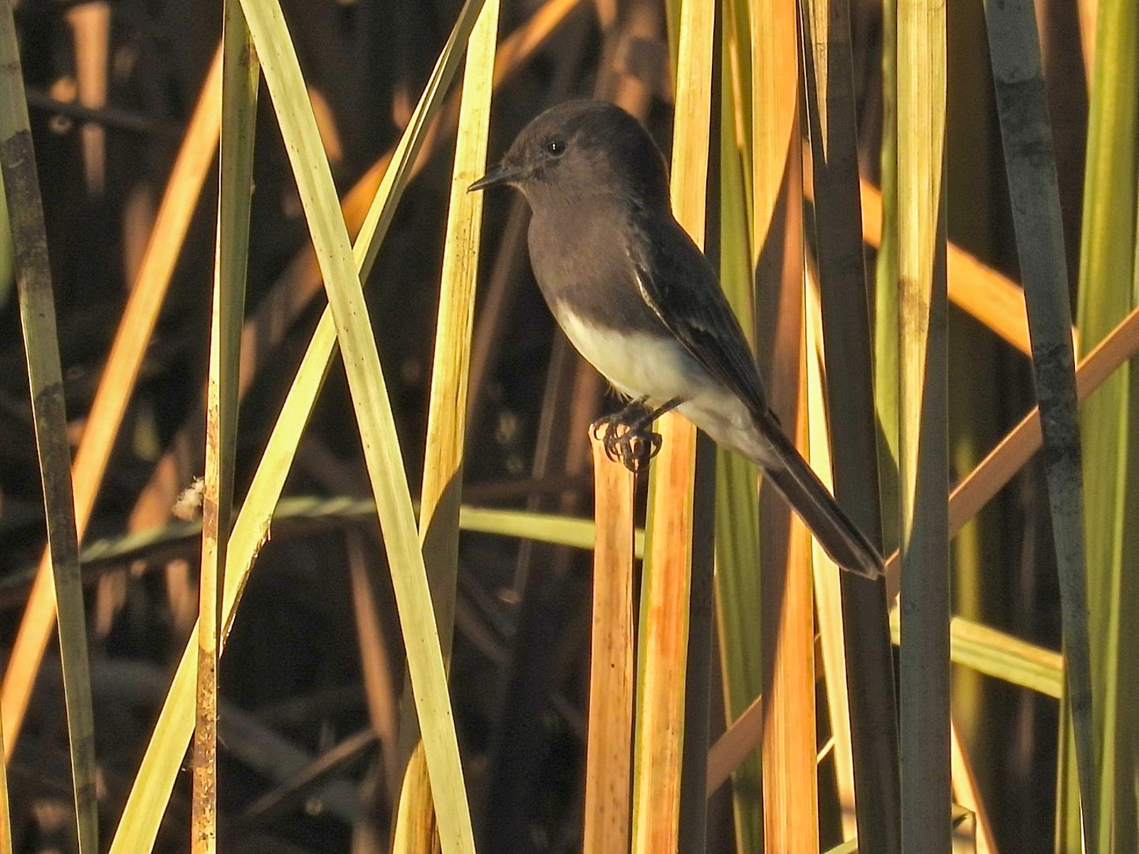 Black Phoebe