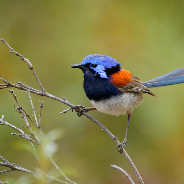 Explore Eagle-Eye Tours for Australasia