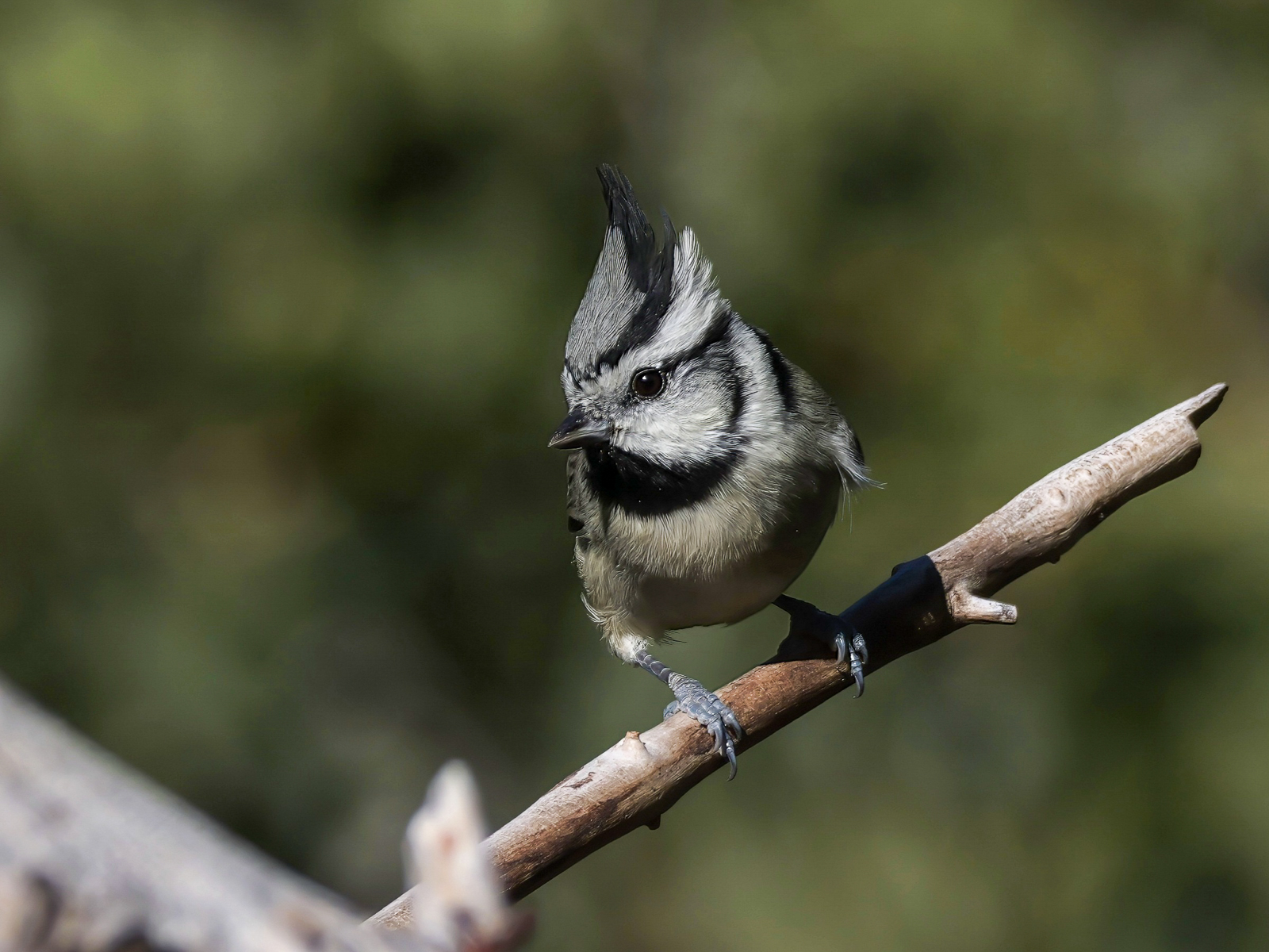 Bridled Titmouse