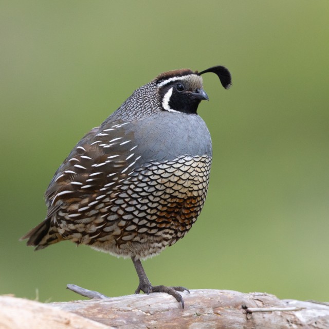 Close view of a male California quail, seen in the wild in North California